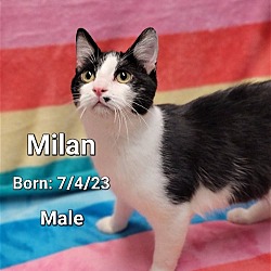 Thumbnail photo of Milan #1