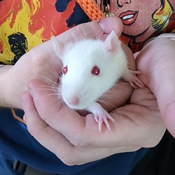 Thumbnail photo of Rat-ley Cooper. #2
