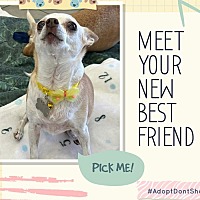 adopt-pet