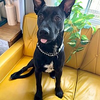 adopt a pet