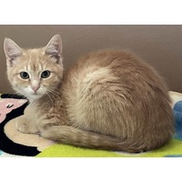 adopt-pet