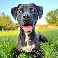 adopt a pet