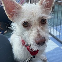 adopt-pet