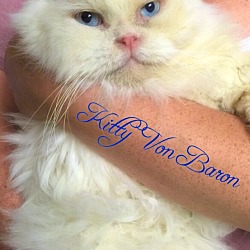 Thumbnail photo of Kitty Von Baron #1