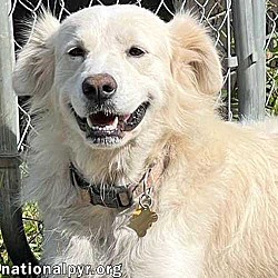 Photo of Dixie in OH - Sweet, Silly, Loving Girl!