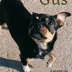 Photo of Gus