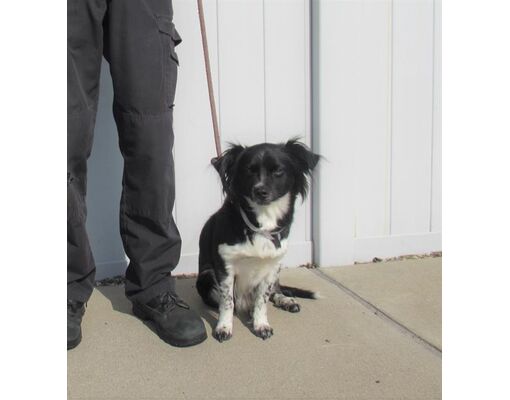 Louisville, KY - Papillon/Border Collie. Meet JAYLA a Pet for Adoption ...