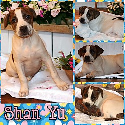 Thumbnail photo of Shan Yu #2