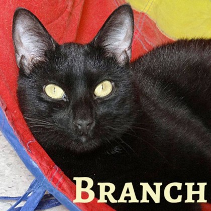 Photo of Branch