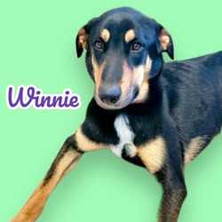 Thumbnail photo of Winnie #2