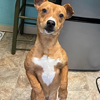 adopt a pet