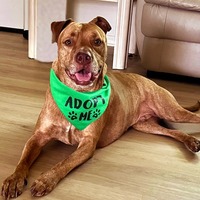 adopt a pet