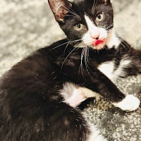 adopt a pet