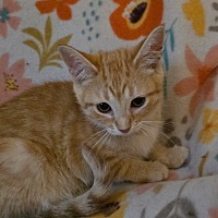 adopt-pet