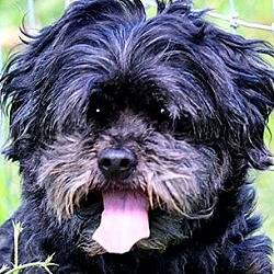 Thumbnail photo of BOONE(OUR "SHIH-POO" ADORABLE! #1