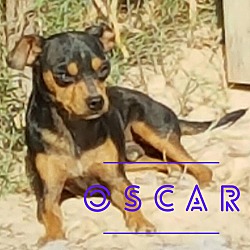 Photo of Oscar