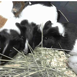 Thumbnail photo of *Urgent* 8 guinea pigs #1