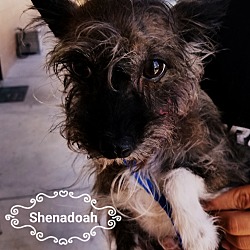 Thumbnail photo of Shenandoah #4