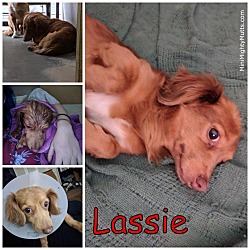Thumbnail photo of Lassie #1
