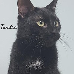 Photo of Tundra