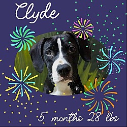 Thumbnail photo of CLYDE #3