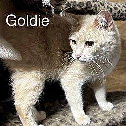 Photo of Goldie