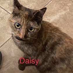 Photo of Daisy