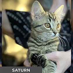 Thumbnail photo of Saturn #2