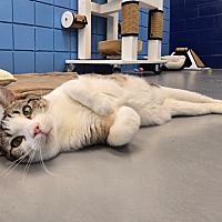 adopt a pet