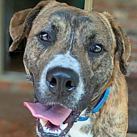 adopt-pet