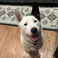 adopt a pet