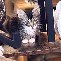 adopt-pet