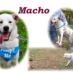 Thumbnail photo of Macho #1