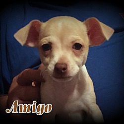 Thumbnail photo of Amigo #3