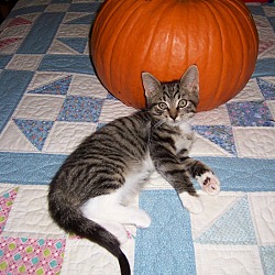 Thumbnail photo of Elwood-Adorable Sept kitten #2