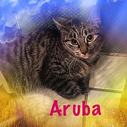 Thumbnail photo of Aruba #1