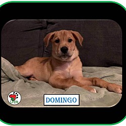 Thumbnail photo of ADOPTED Domingo-Spanish Litter #3