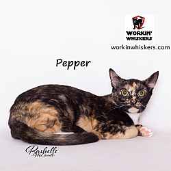 Thumbnail photo of PEPPER #3