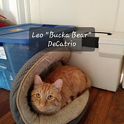 Photo of Leo "Bucka Bear" DeCatrio
