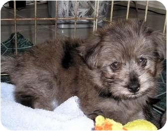 Overland Park Ks Yorkie Yorkshire Terrier Meet Reagan A Pet Overland Park Ks Yorkie Yorkshire