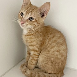 Photo of Spencer ~ Available at the PetSmart in Warsaw, IN!