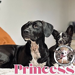 Thumbnail photo of Princess the loyal Family Baby Girl #1