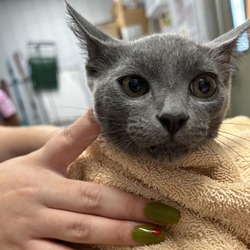 Thumbnail photo of Whataburger (Barn Cat) #1