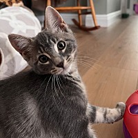 adopt a pet
