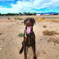 adopt a pet