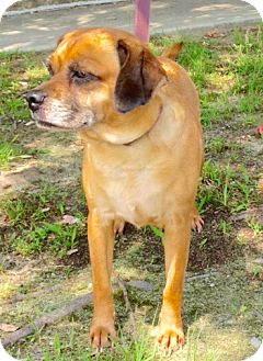 puggle dogs for adoption