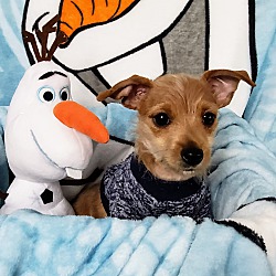 Thumbnail photo of Olaf #2