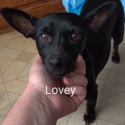 Photo of Lovey