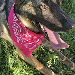 Photo of Stella