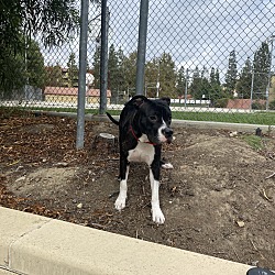 Boxer Puppies and Dogs in Logan, UT - Buy or Adopt